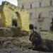 Portrait of cat in Brindisi, Apulia, Italy