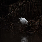 Little Egret fishing on a reen @ Hendre Lake