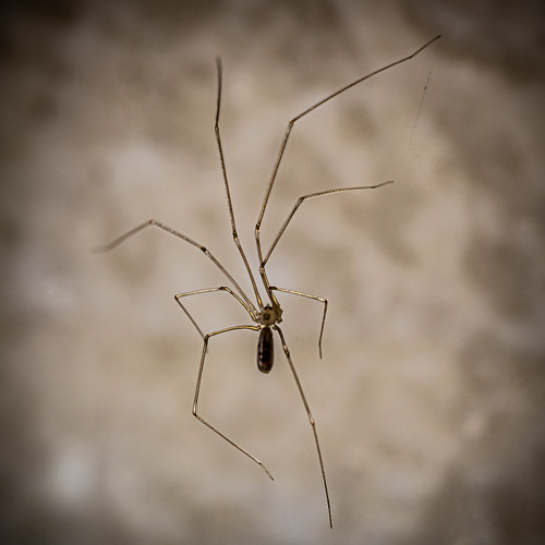 Spider ©  Raymond Zoller