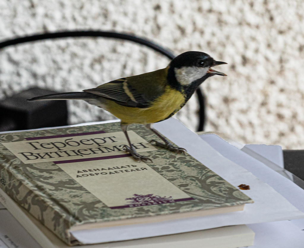 : Some tit presenting some book