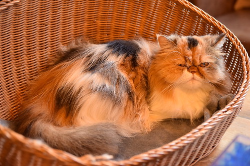 Cat in a basket ©  Raita Futo