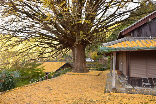 Hosenji Ginkgo tree ©  Raita Futo
