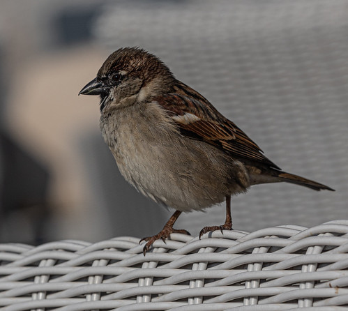Sparrow ©  Raymond Zoller