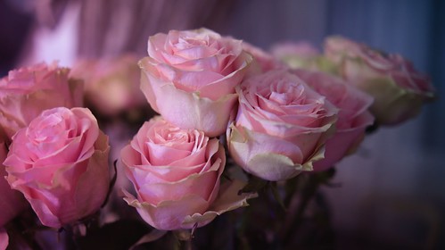 #Roses #|Flowers ©  NO PHOTOGRAPHER