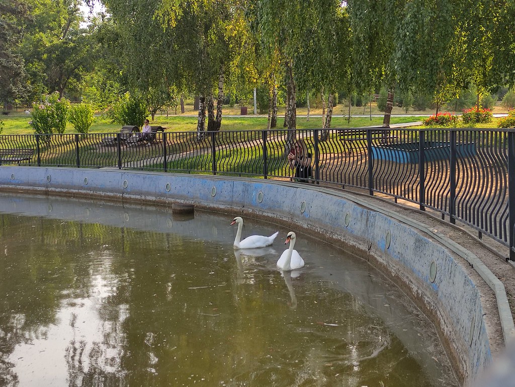 фото: Лебеди в парке Победы в Одессе