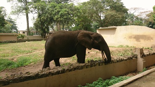 'El'ephant au zoo d'Abidjan ©  abdallahh