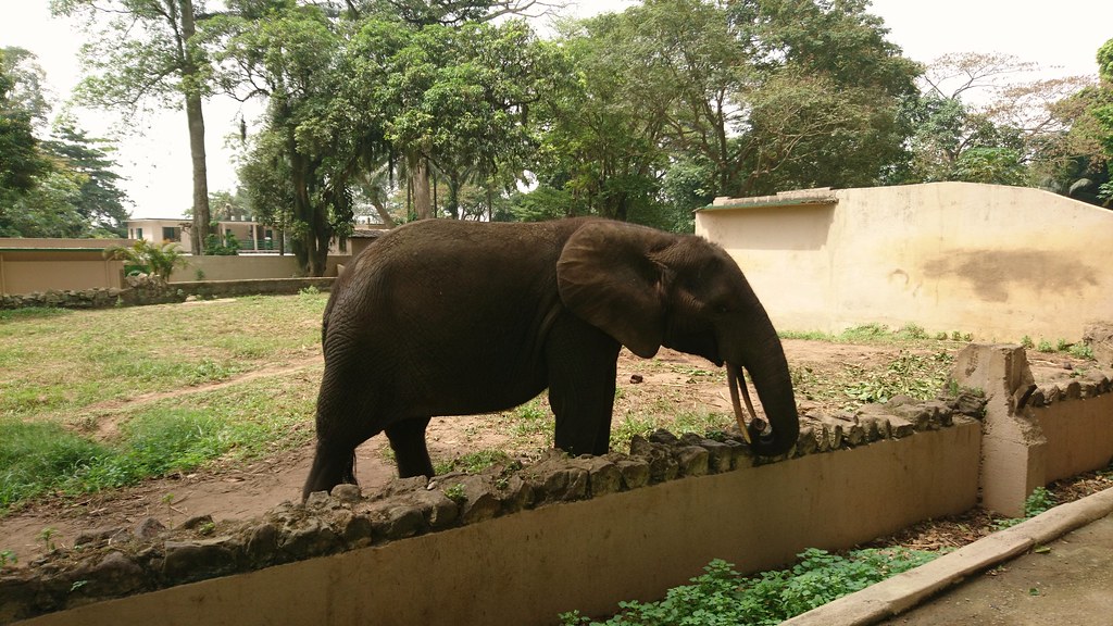 : 'El'ephant au zoo d'Abidjan