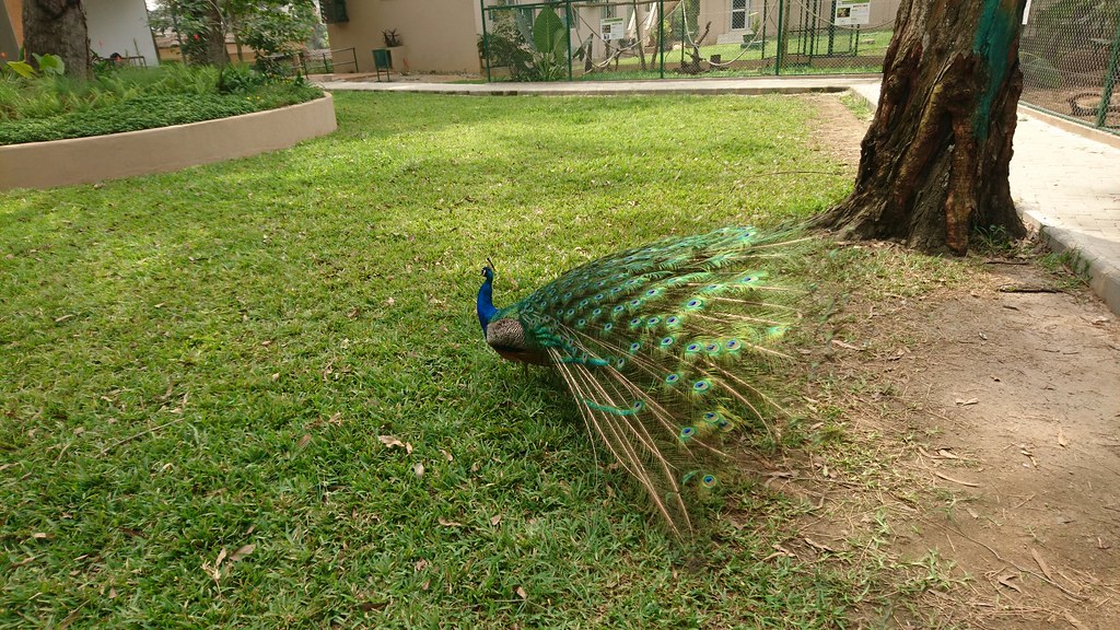 : Au zoo d'Abidjan