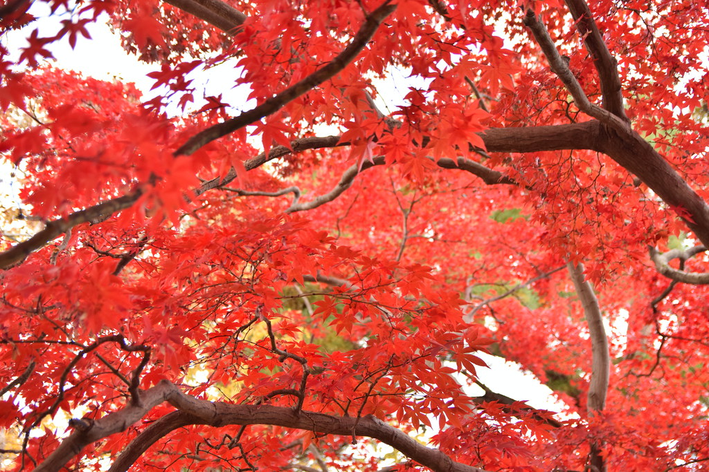 : Red autumn