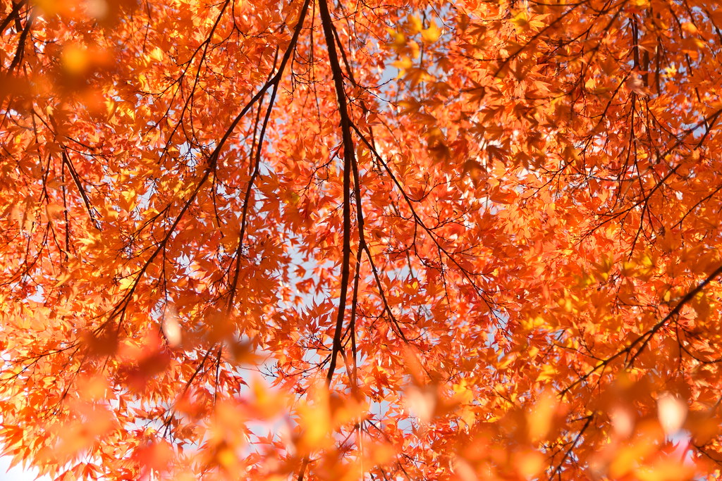: Orange autumn leaves