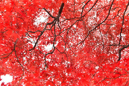 Red autumn ©  Raita Futo