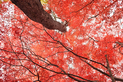 Aomori autumn leaves ©  Raita Futo