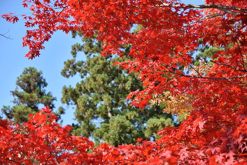 Autumn in Hirosaki Castle ©  Raita Futo