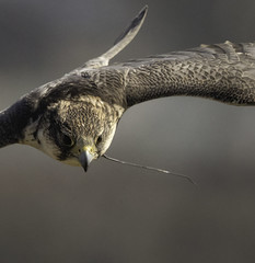 Lady, the Peregrine hybrid flying to lure