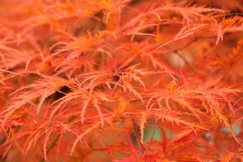 Iwate autumn ©  Raita Futo