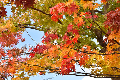 Iwate autumn colors ©  Raita Futo