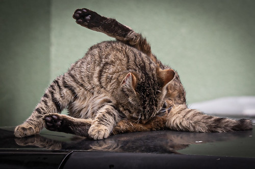 Cat on car ©  Raymond Zoller