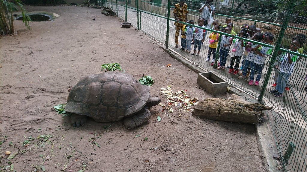 фото: Tortue au zoo d'Abidjan