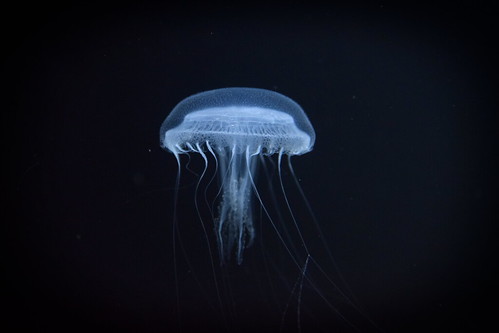 Kamo Aquarium Jellyfish ©  Raita Futo