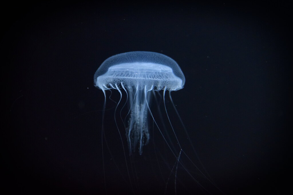: Kamo Aquarium Jellyfish