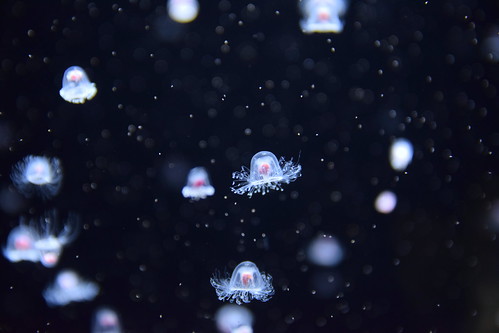 Yamagata jellyfish aquarium ©  Raita Futo