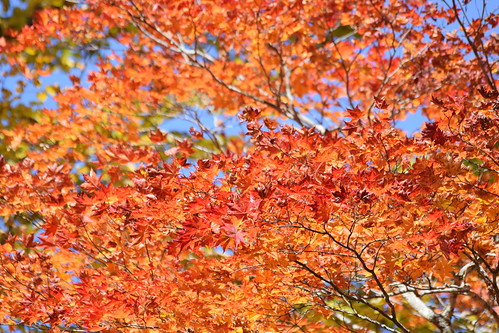 Nikko autumn leaves ©  Raita Futo