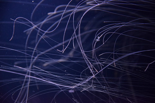 Jellyfish arms ©  Raita Futo