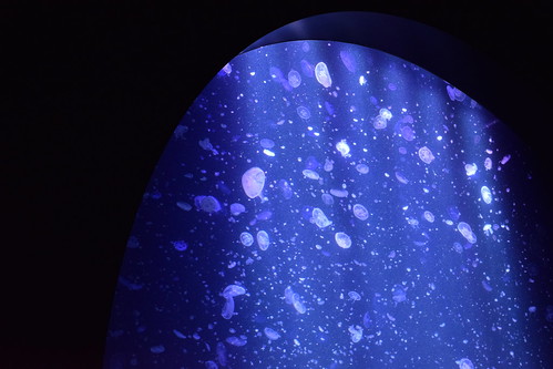 Giant Jellyfish Aquarium ©  Raita Futo