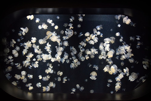 Jellyfish Art Aquarium ©  Raita Futo