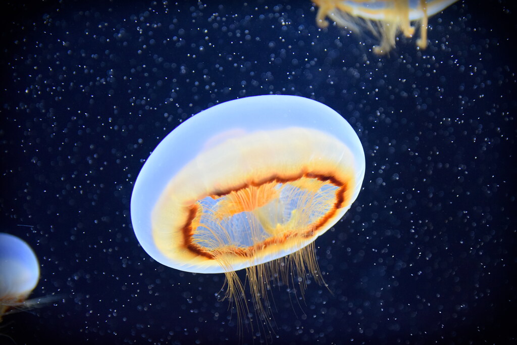 : Kamo Aquarium Jellyfish