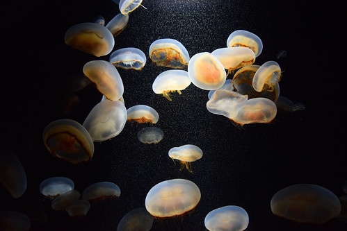 Kamo Aquarium Jellyfish ©  Raita Futo