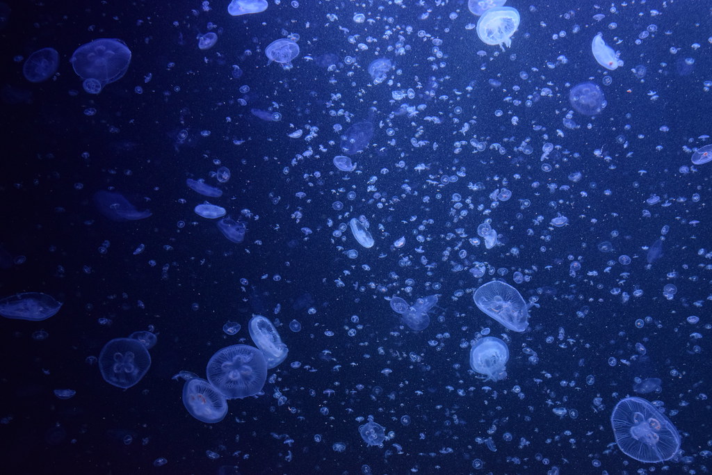 : Giant Jellyfish Aquarium