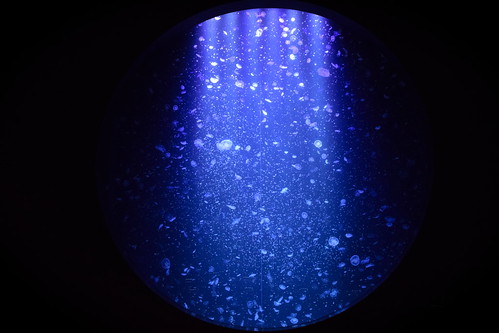 Giant Jellyfish Aquarium ©  Raita Futo