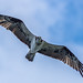 Balbuzard pêcheur / Osprey [Pandion haliaetus]