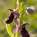 Ophrys bertolonii subsp. bertoloniiformis