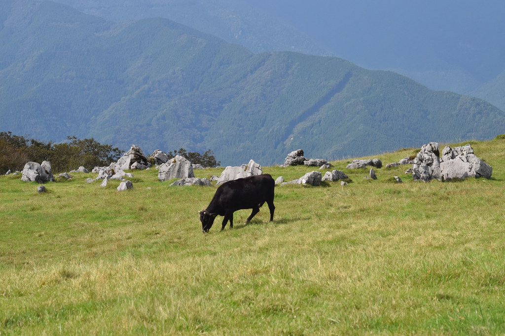 : Shikoku grazing cows