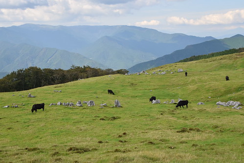 Shikoku grazing cows ©  Raita Futo