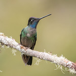 Talamanca Hummingbird - Male 850_9703.jpg