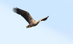 Sea Eagle Fly-by