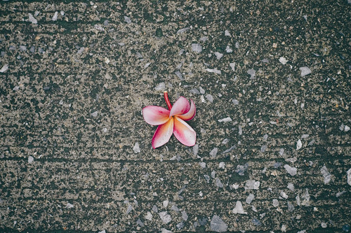 fallen plumeria flower ©  Tony