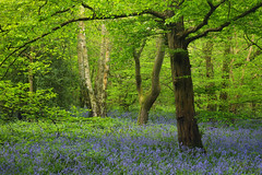Abbots Wood Bluebells