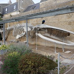 squelette de la baleine