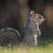 Écureuil gris de l'Est / Eastern Grey Squirrel [Sciurus carolinensis]