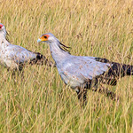 Secretarybirds, Maasai Mara