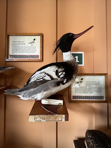 This bird is older than Canada  Red-breasted Merganser, preserved in 1860, Banff Park Museum ©  Sharon Hahn Darlin