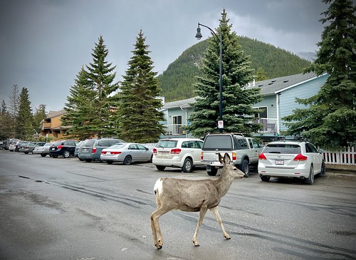Banff, Alberta, Canada  ©  Sharon Hahn Darlin
