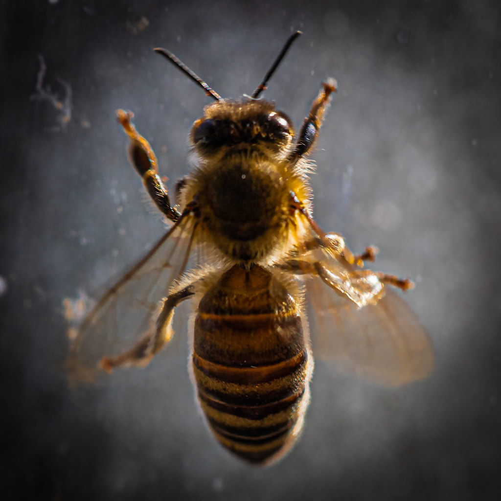 фото: Bee