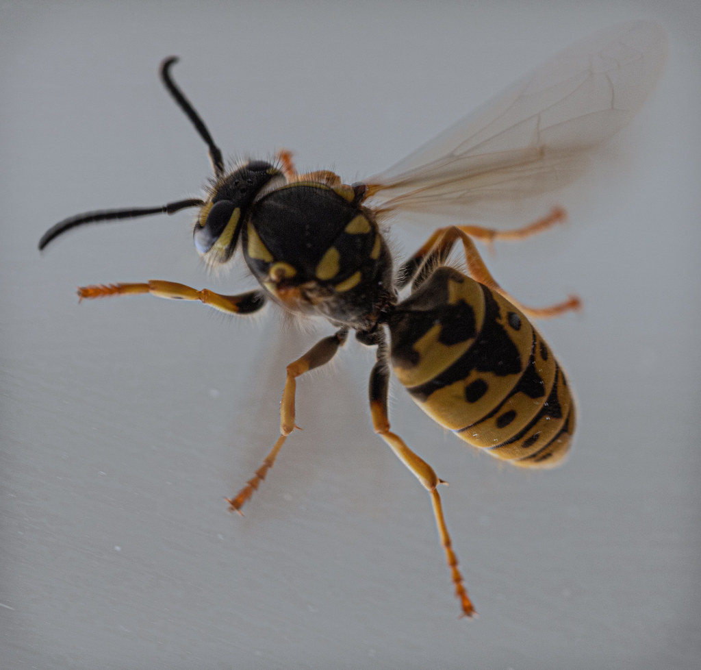 :  - Wasp - Wespe