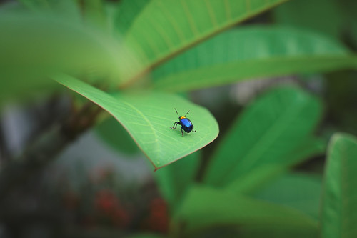 beetle on a leaf ©  Tony