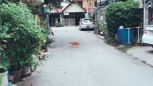 orange cat ©  Tony